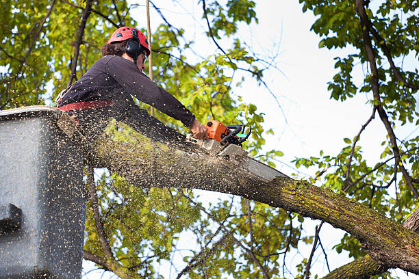 Paulsboro, NJ Tree Care Company