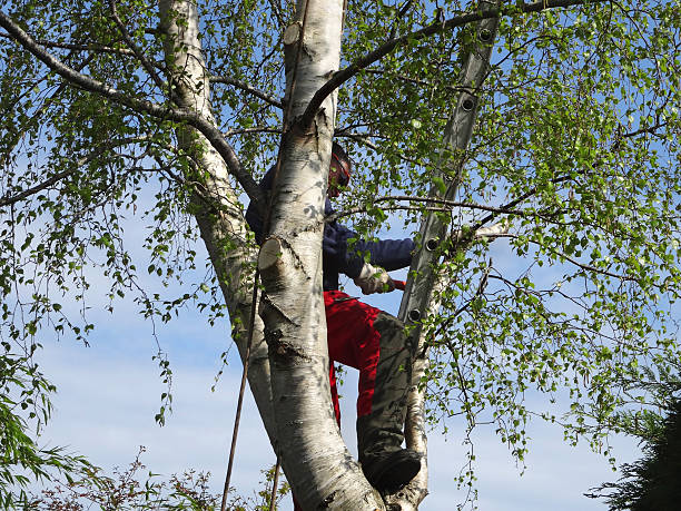 How Our Tree Care Process Works  in  Paulsboro, NJ