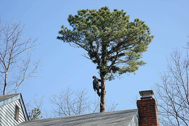 Best Tree Risk Assessment  in Paulsboro, NJ