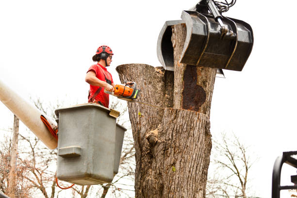 Best Fruit Tree Pruning  in Paulsboro, NJ